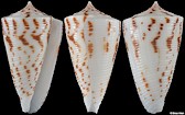 Conus lizardensis Crosse, 1865