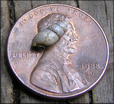 Allopeas mauritianum (L. Pfeiffer, 1852) Mauritian Awlsnail