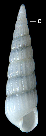 Turbonilla caroliniana Holmes, 1859