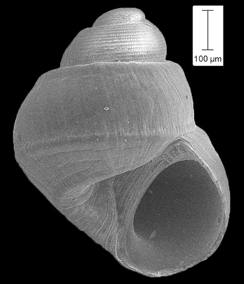 Amphithalamus rauli Roln, 1991 Rauls Barleysnail