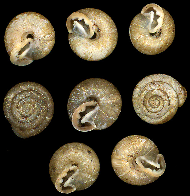 Lobosculum pustula (Férussac, 1832) Grooved Liptooth