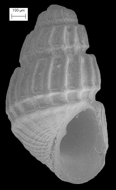 Egila lacunata (Carpenter, 1857)