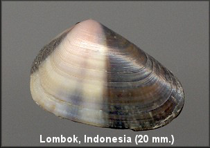 Donax cuneatus Linnaeus, 1758