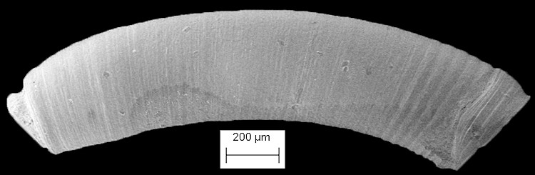 Caecum sp. A of Redfern (2013: 69)