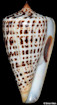 Conus spurius lorenzianus Dillwyn, 1817