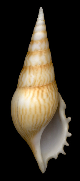 Rostellariella lorenzi (H. Morrison, 2005)