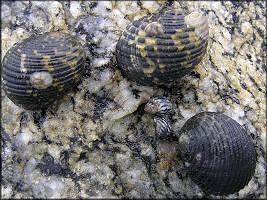 Nerita fulgurans Gmelin, 1791 Antillean Nerite