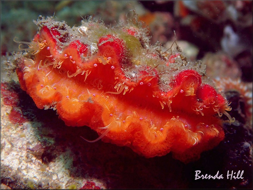 Nodipecten nodosus fragosus (Conrad, 1849) Lions-paw Scallop