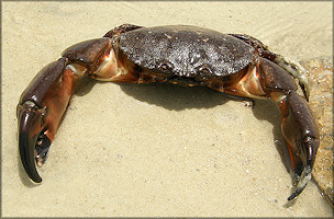 Menippe mercenaria Stone Crab