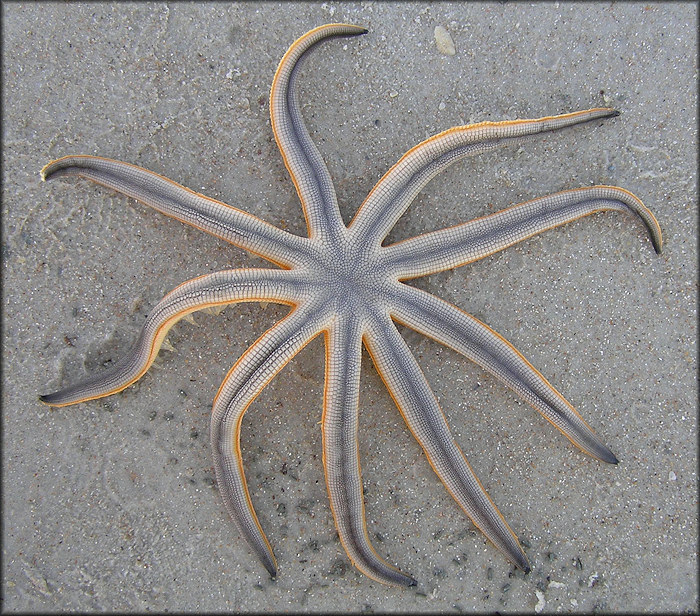 Luidia senegalensis Nine-armed Sea Star