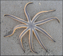 Luidia senegalensis Nine-armed Sea Star