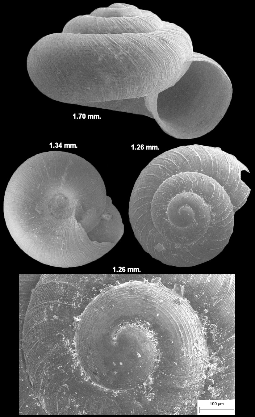 Paralaoma servilis (Shuttleworth, 1852) "Pinhead Spot"