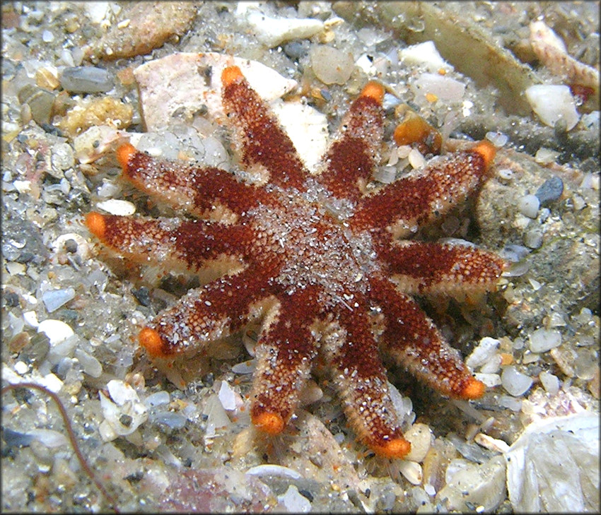 Asteroidea species Juvenile 