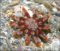 Asteroidea species Juvenile 