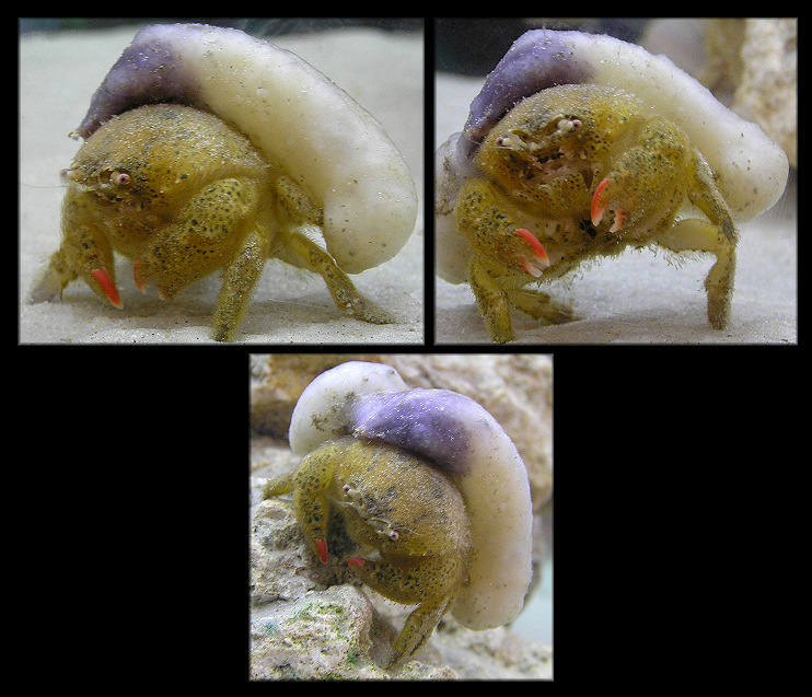 Dromidia antillensis Hairy Sponge Crab