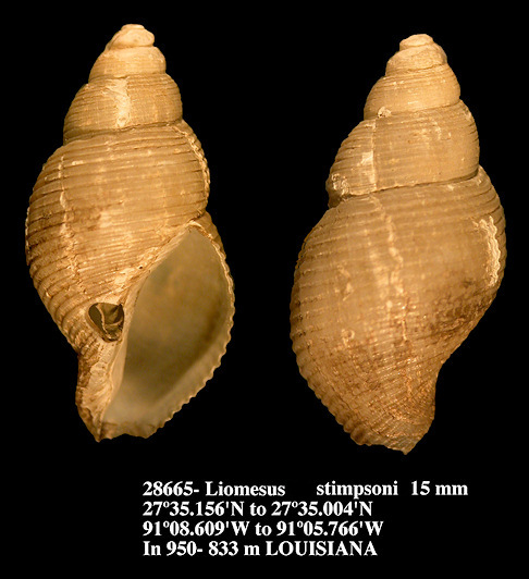 Liomesus stimpsoni Dall, 1889