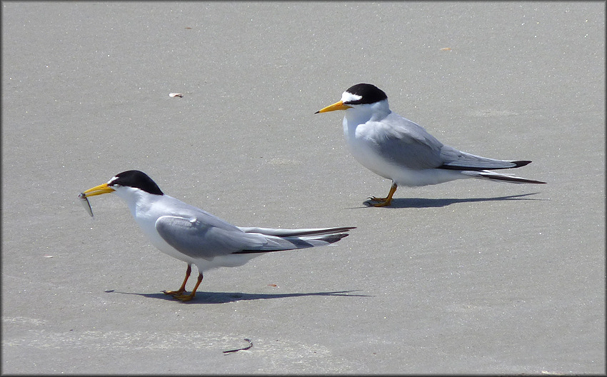 Sterna antillarum Least Tern