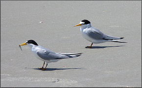 Sterna antillarum Least Tern