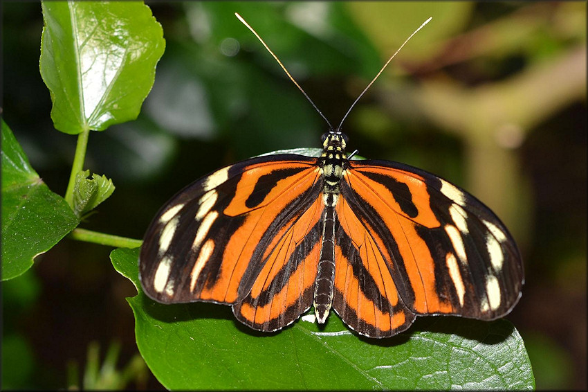 Heliconius ismenius Tiger Heliconian