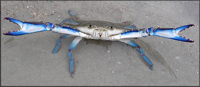 Callinectes sapidus Blue Crab Defensive Posture