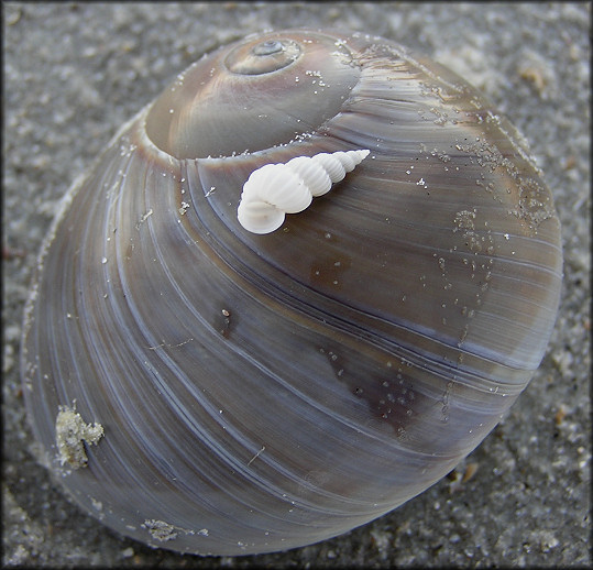 Neverita duplicata (Say, 1822) Shark Eye