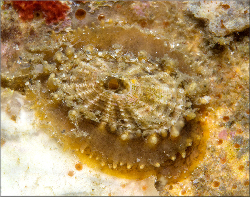 Lucapinella limatula (Reeve, 1850) File Fleshy Limpet