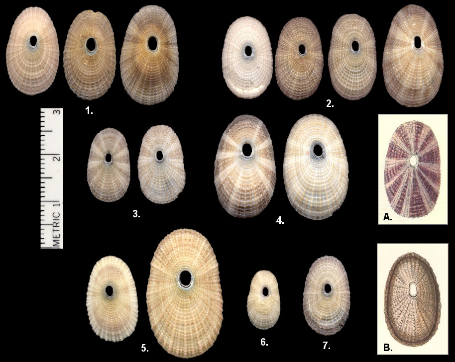  Lucapina sowerbii (G. B. Sowerby I, 1835)