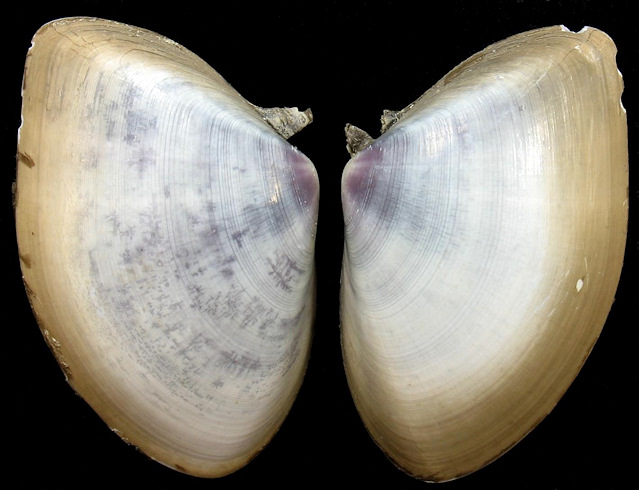 Iphigenia brasiliana (Lamarck, 1818) Giant Coquina