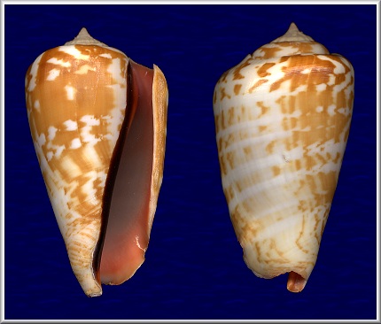 Conomurex luhuanus (Linnaeus, 1758)