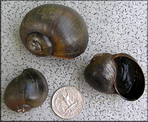 Specimens from the creek/retention pond dam