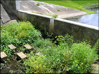 Retention pond dam where Pomacea were found