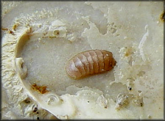 Leptochiton lukini Sirenko, 1990