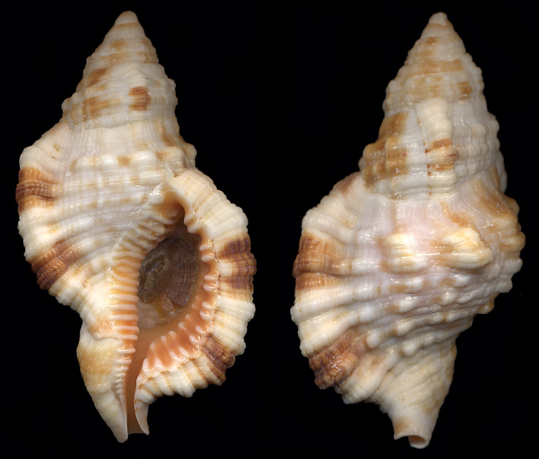 Cymatium (Monoplex) aquatile (Reeve, 1844)