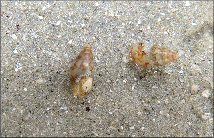 Astyris lunata (Say, 1826) Lunar Dovesnail