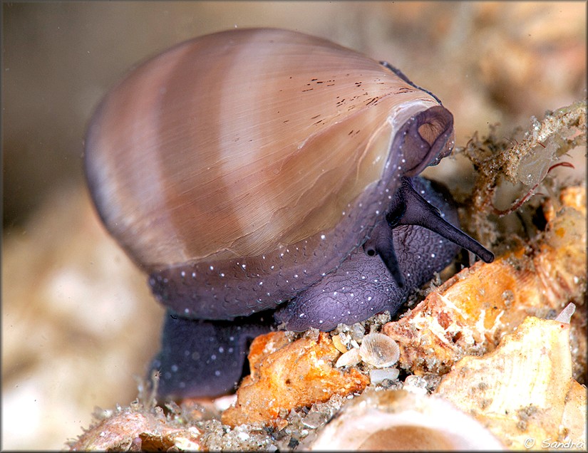 Luria cinerea (Gmelin, 1791) Atlantic Gray Cowrie Juvenile