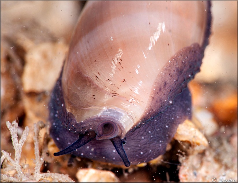 Luria cinerea (Gmelin, 1791) Atlantic Gray Cowrie Juvenile