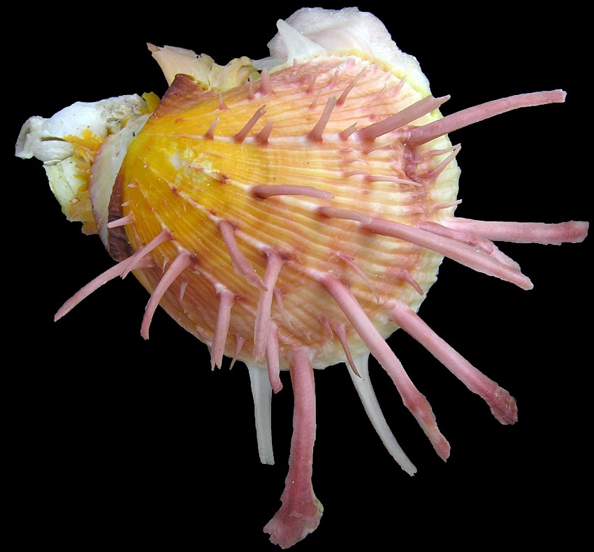 Spondylus americanus Hermann, 1781 Atlantic Thorny Oyster