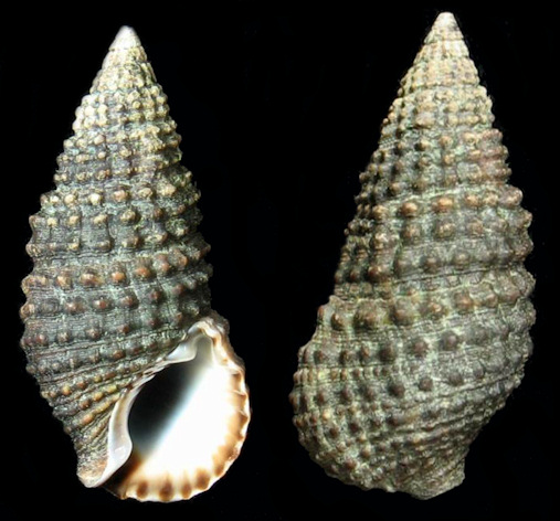 Cerithium lutosum Menke, 1828 Variable Cerith