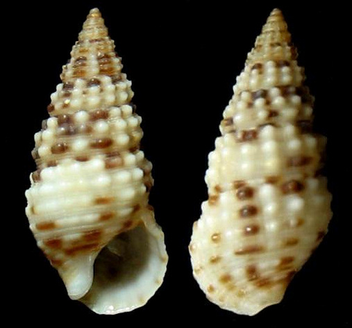 Cerithium lutosum Menke, 1828 Variable Cerith