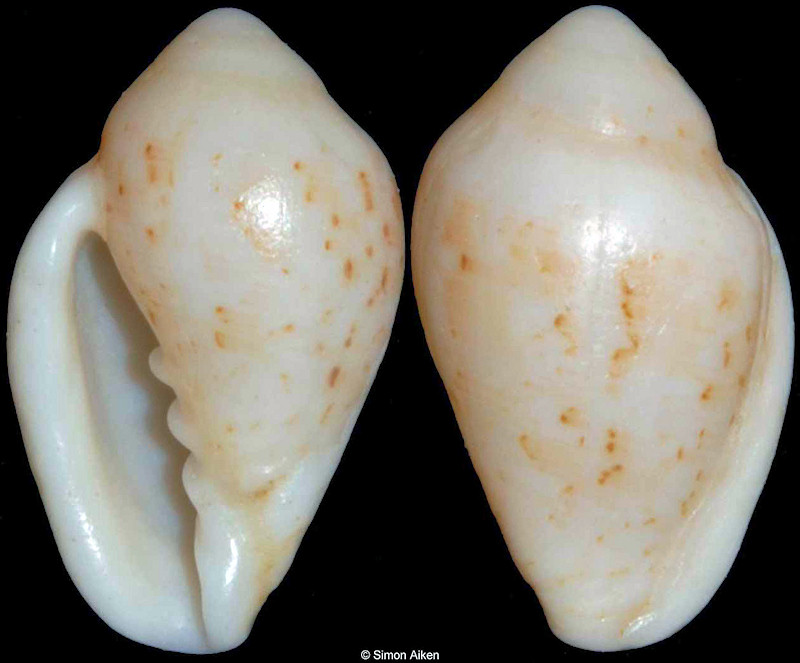 Marginella lutea G. B. Sowerby II, 1889 Sinistral