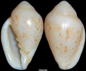 Marginella lutea G. B. Sowerby II, 1889 Sinistral