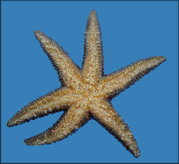 Leptasterias alaskensis (Verrill, 1909) "Alaskan Six-rayed Star"