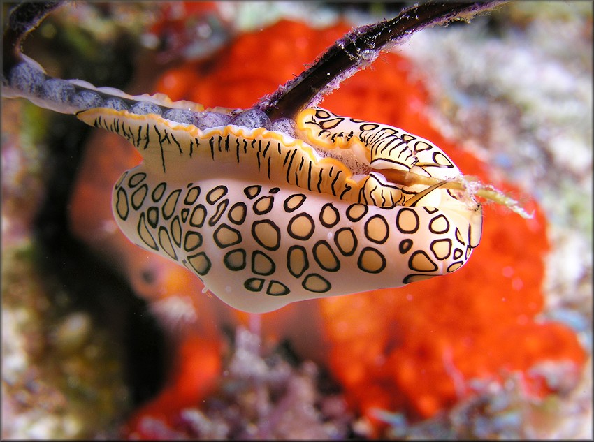 Cyphoma gibbosum (Linnaeus, 1758) Flamingo Tongue Depositing Eggs