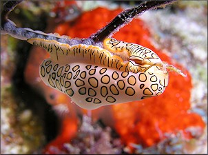 Cyphoma gibbosum (Linnaeus, 1758) Flamingo Tongue Depositing Eggs