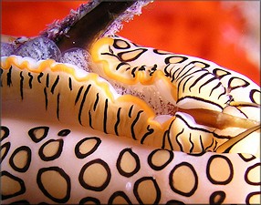 Cyphoma gibbosum (Linnaeus, 1758) Flamingo Tongue Depositing Eggs