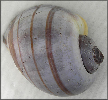 Pomacea lymnaeformis (Reeve, 1856)