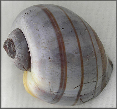 Pomacea lymnaeformis (Reeve, 1856)