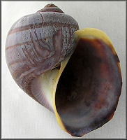 Pomacea lymnaeformis (Reeve, 1856)