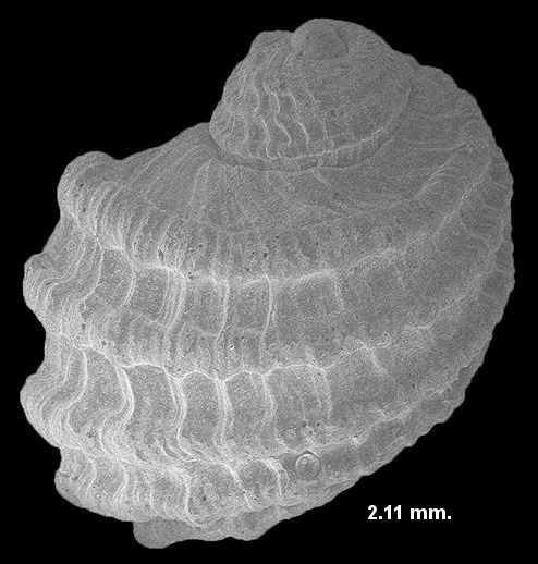 Iselica (Carinorbis) lyra (Conrad, 1834) Fossil