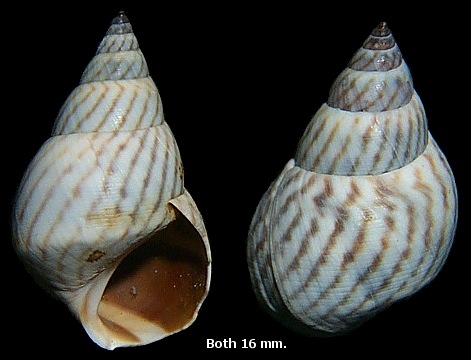 Echinolittorina ziczac (Gmelin, 1791) Zebra Periwinkle